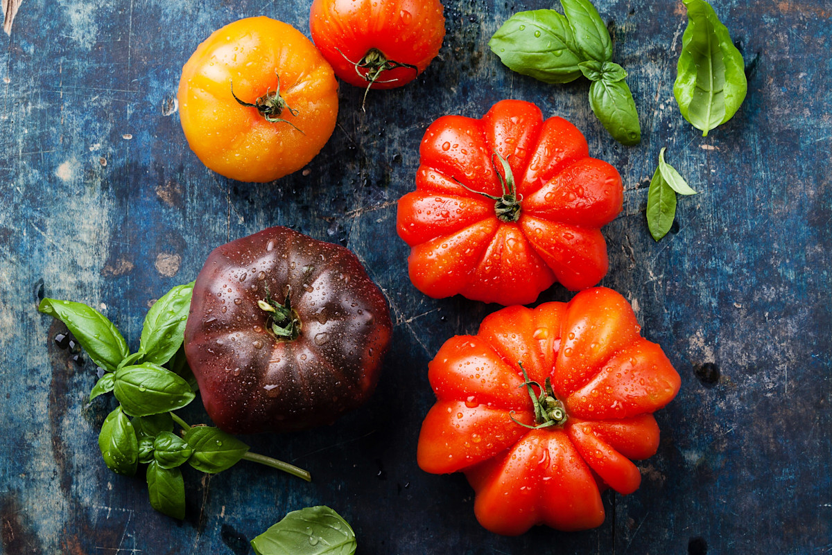 Various colored tomatoes and basil